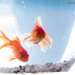 Dialog zweier Goldfische