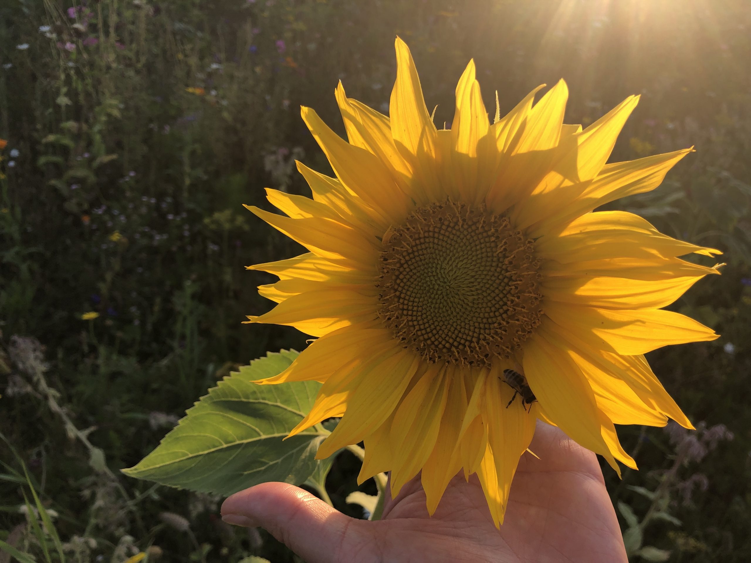 Sonnenblume Foto Sonnenblume Foto